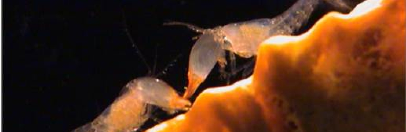 Eusocial snapping shrimps Synalpheus regalis. This image was in the cover of PNAS (https://www.pnas.org/toc/pnas/118/24)