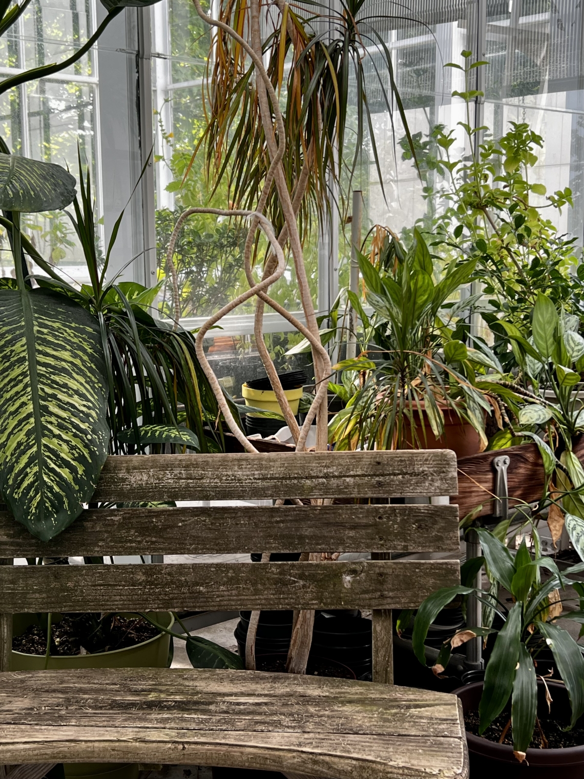 wooden bench surrounded by green plants