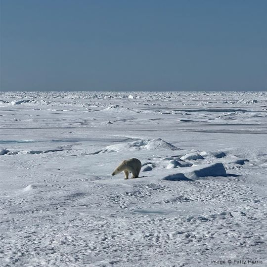 A polar bear walking across a glacier