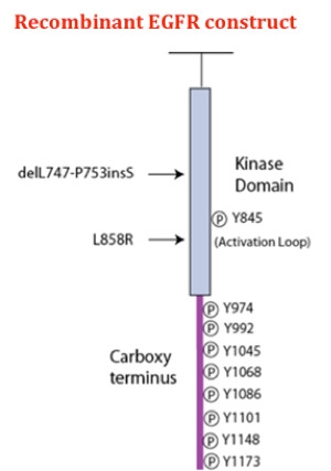 Recombinant EGFR construct