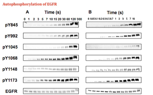 Autophosphorylation of EGFR