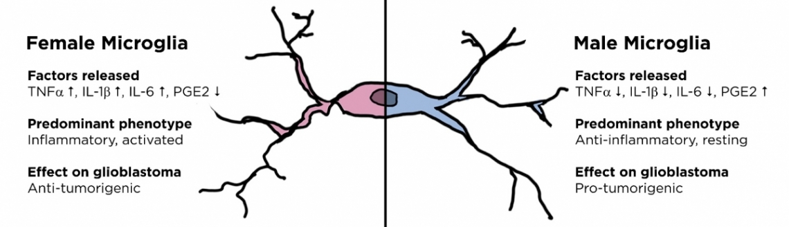 Female and male microglia