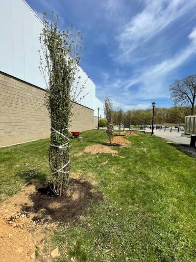 Three newly planted trees along a grassy area