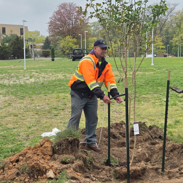 Man in orange windbreaker and a baseball cap positions a sapling in a freshly dug hole