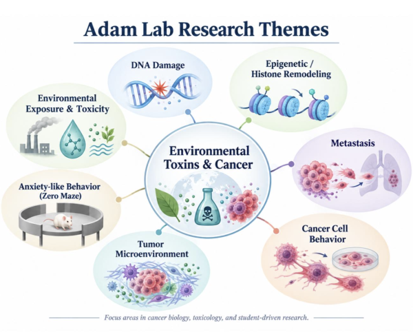 Adam lab research themes- conceptual overview