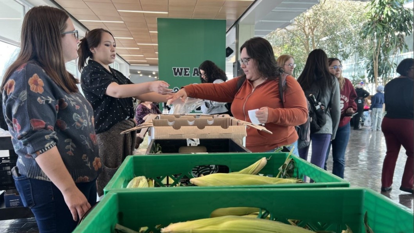 Three women stand over bins filled with fresh unshucked corn