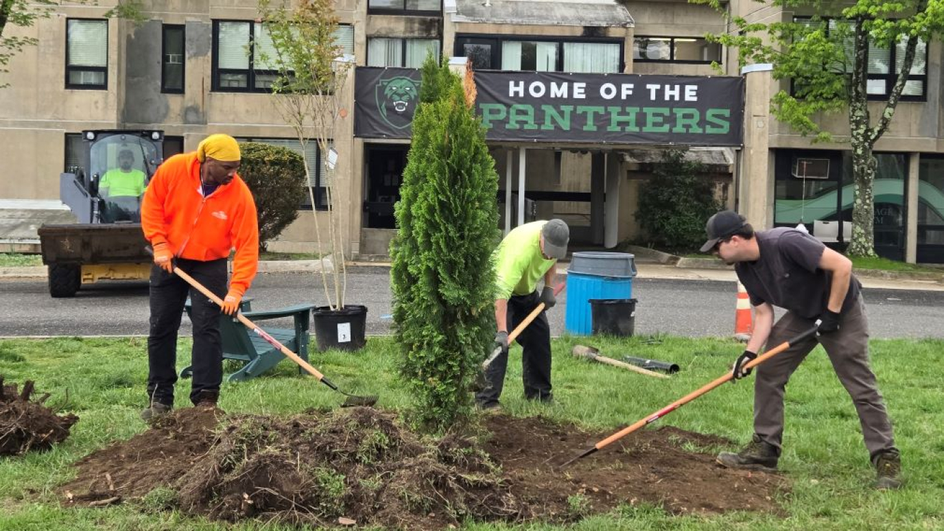 Three men with shovels planting an evergreen tree