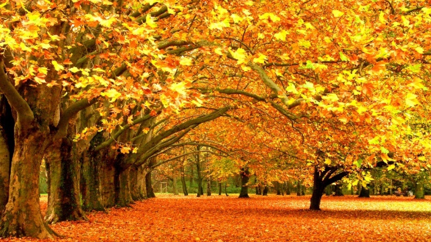 Yellow and orange-leaved trees line a meadow 