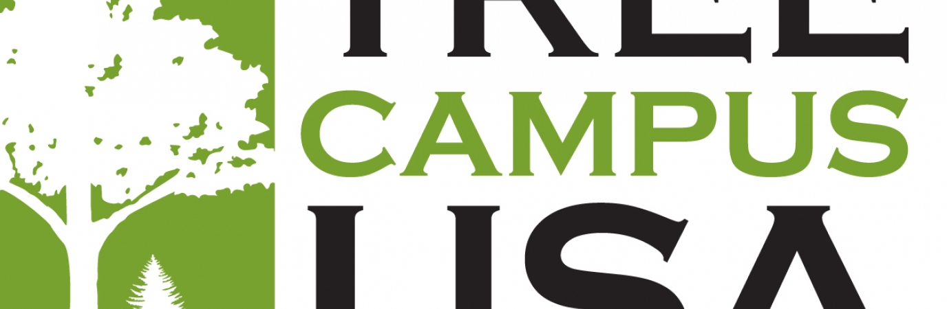 Tree Campus logo with silhouette of tree