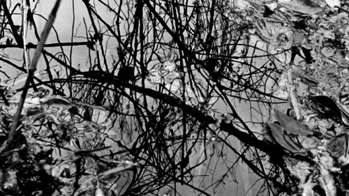 intertwined tree branches in black and white