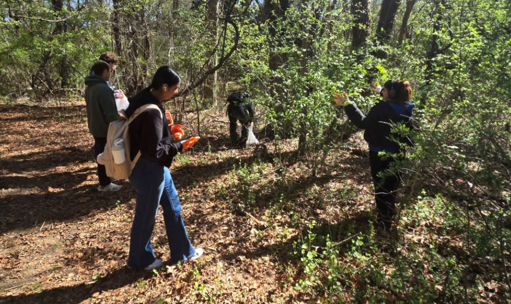 Four young adults picking up litter along a wooded pathway