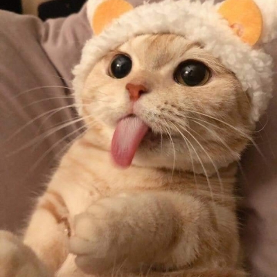 Cat-With-Tongue-Out